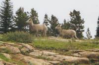 Mountain sheep